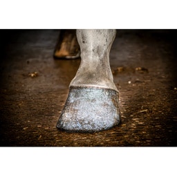 Glitzer-Huflack 'Excellent Horse Hi Gloss Glitter' - Silber