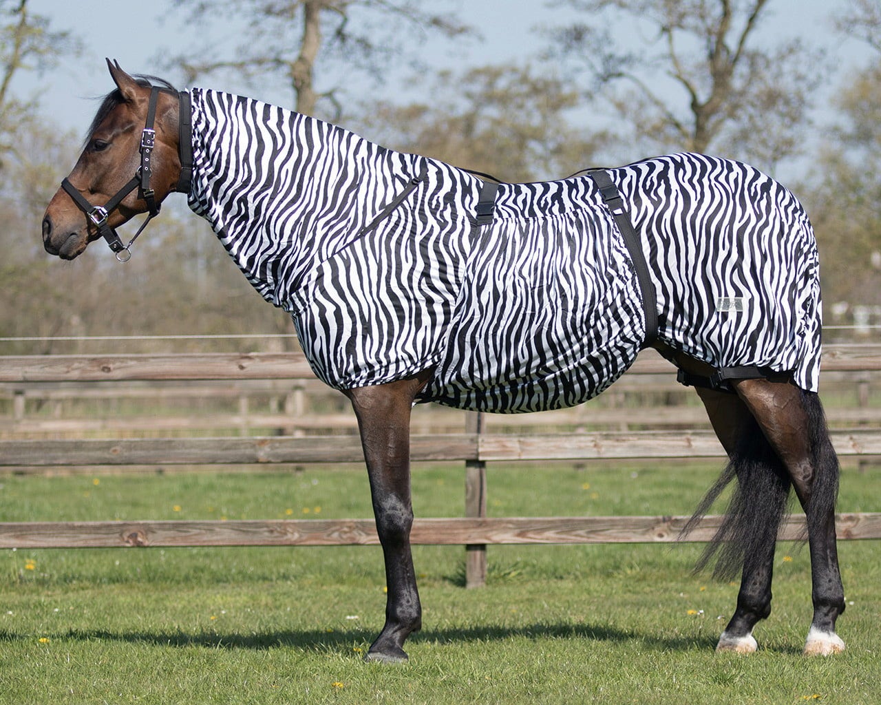 QHP Ekzemdecke, Zebra