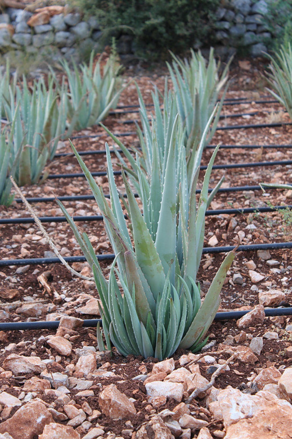Tyros Aloe Vera Company Листа от алое вера 