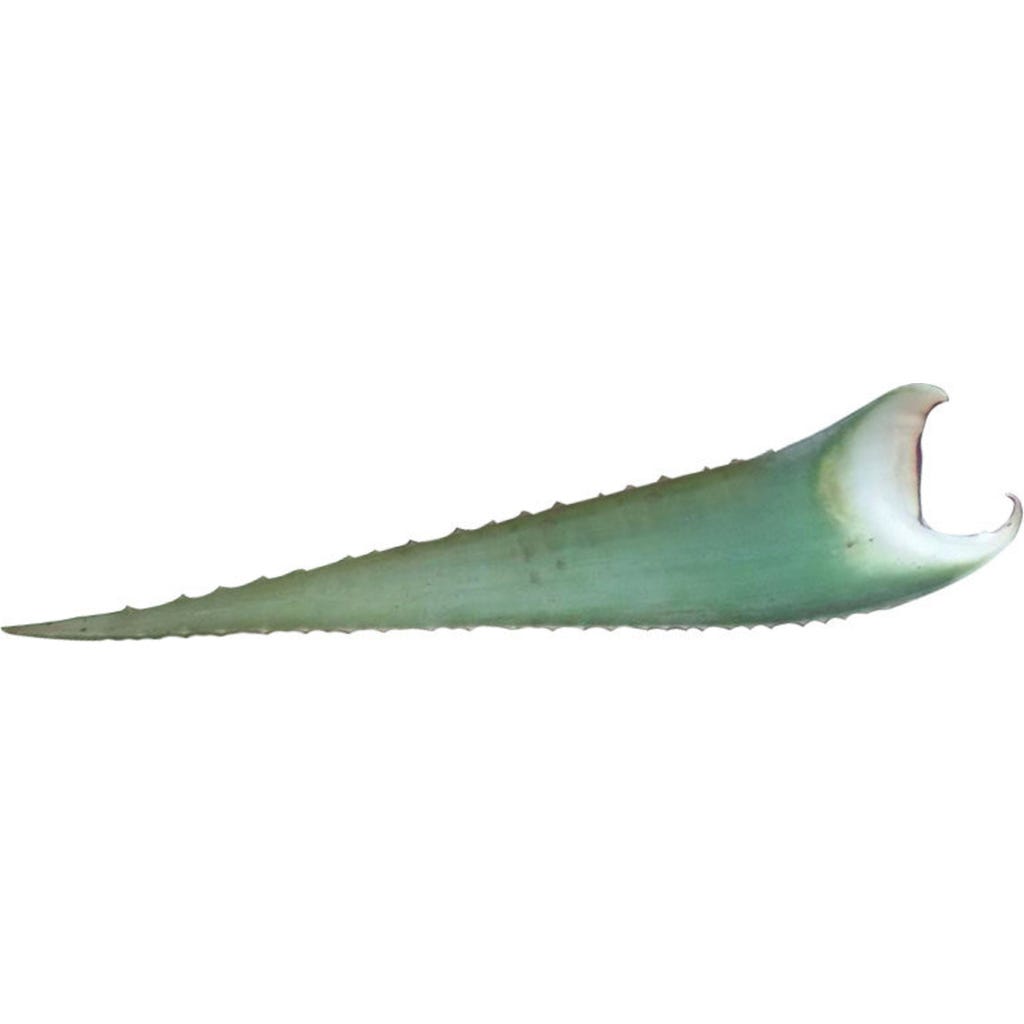 Aloe Vera-Blatt "Barbadensis Miller", ca. 500-700 g