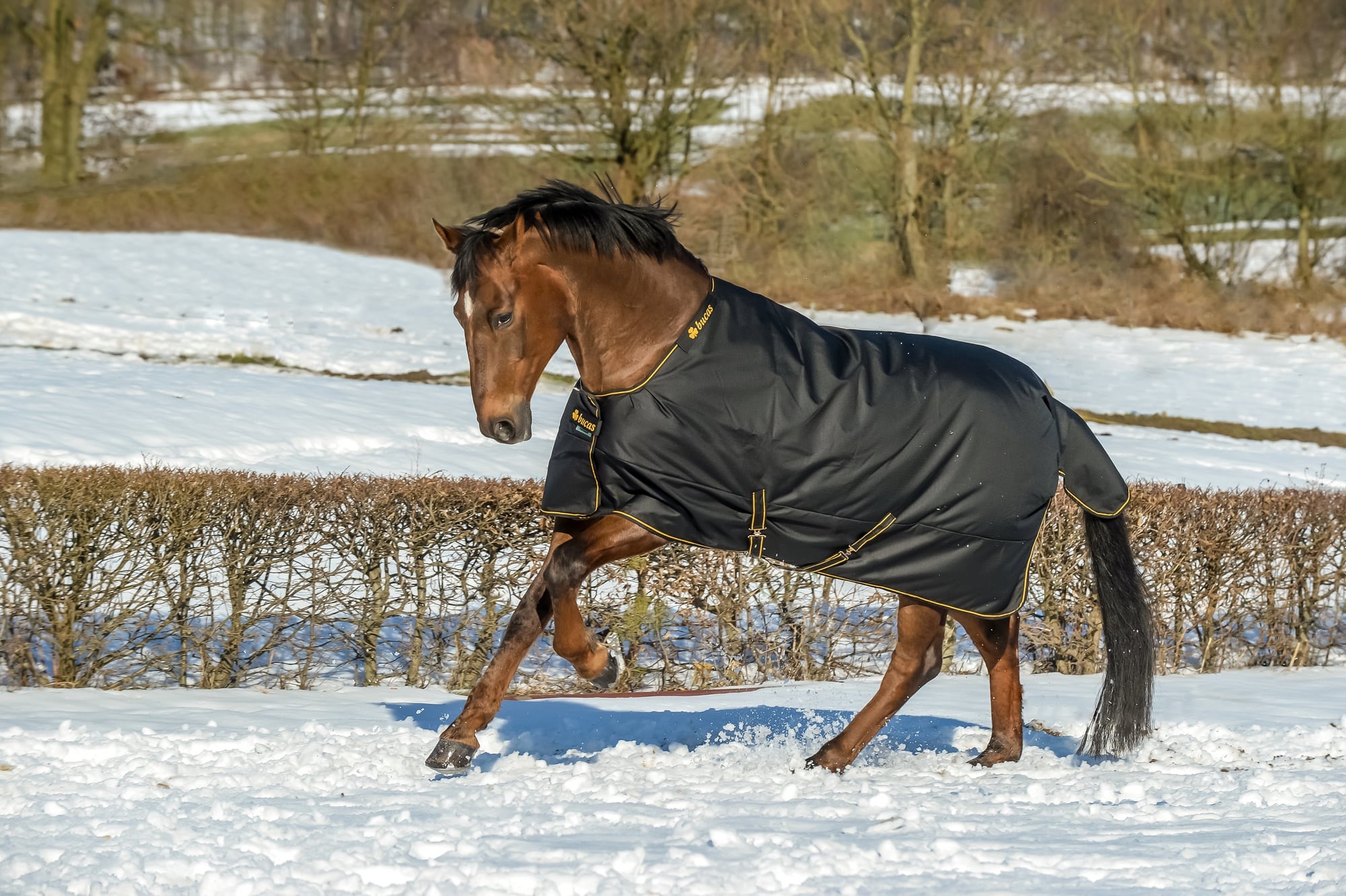 Bucas Irish Turnout Extra Classic 