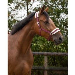 QHP Halfter Cali, bordeaux - Shetty