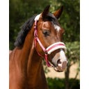 QHP Halfter Cali, fuchsia - Shetty