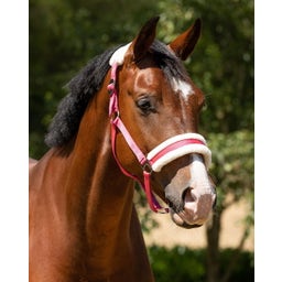 QHP Halfter Cali, fuchsia - Shetty