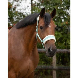 QHP Halfter Cali, türkis - Shetty