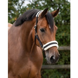 QHP Halfter Cali, schwarz - Shetty