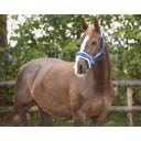 QHP Kappzaum, kobaltblau - Shetty