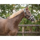 QHP Kappzaum, schwarz - Shetty