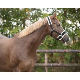 QHP Kappzaum, schwarz - Shetty