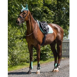 QHP Streichkappen, ice-green - Shetty