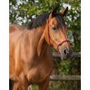 QHP Knotenhalfter Basic bordeaux