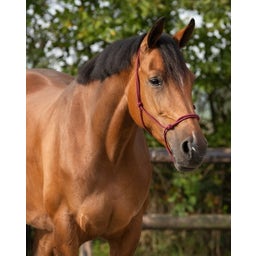 QHP Knotenhalfter Basic bordeaux