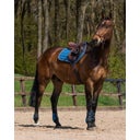 QHP Gamaschen Champion, steel blue - Pony