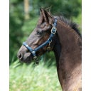 QHP Fohlenhalfter Lily navy