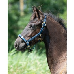 QHP Fohlenhalfter Lily navy