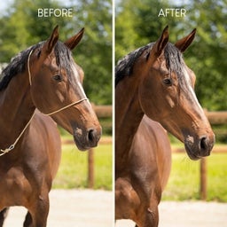 QHP Fotografie-Halfter - Beige