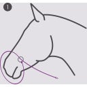 QHP Licol de Photographie - 