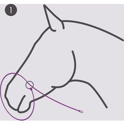 QHP Licol de Photographie - 