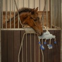 QHP Pferdespielzeug Novy - blau