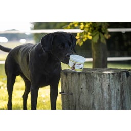 Stiefel Školjke v prahu