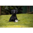 Stiefel Rastlinsko oglje