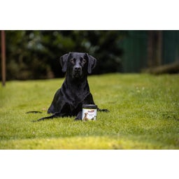 Stiefel Rastlinsko oglje