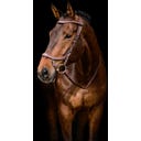 QHP Briglia FaySport, Marrone - Pony