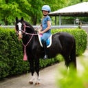 QHP Bareback Pad Rosalynn, Rosa/blau - Shetty