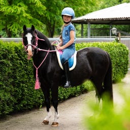 QHP Bareback Pad Rosalynn, Rosa/blau - Shetty