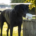 Stiefel Mosselpoeder