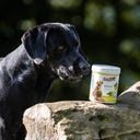 Stiefel Brouwersgist