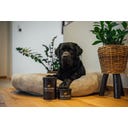 CharLine Брашна с въглен на прах за кучета - 450 г