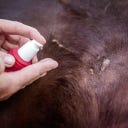 CavaDea Narbenpflege Öl bio - 100 ml