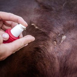 CavaDea Narbenpflege Öl bio - 100 ml