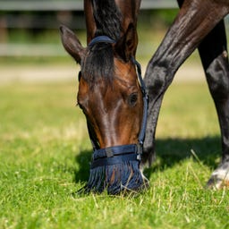 BUSSE Fliegenkordelband Visby NO, blau