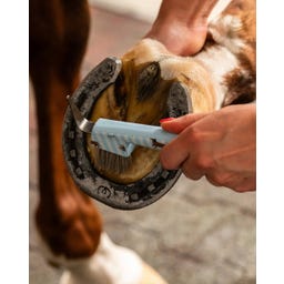 QHP Bürstenset Stable buddy, Dachshund - 1 Stück