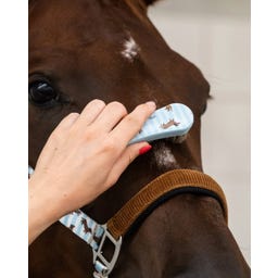 QHP Bürstenset Stable buddy, Dachshund - 1 Stück