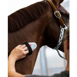 QHP Bürstenset Stable buddy, Dachshund - 1 Stück