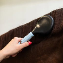 QHP Bürstenset Stable buddy, Dachshund - 1 Stück