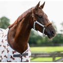 QHP Halfter-Set 'Stable buddy', Dachshund - Pony