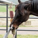 Kentucky Horsewear Holz-Relax Pferdespielzeug De-Stress - 1 Stück