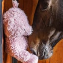 Kentucky Horsewear Relax Pferdespielzeug Bär - Old Rose