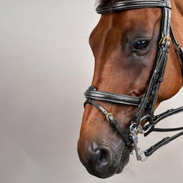 Kandare mit kombiniertem Reithalfter DY, schwarz - COB