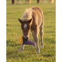 QHP Juguete para Caballos Snackcounter - 