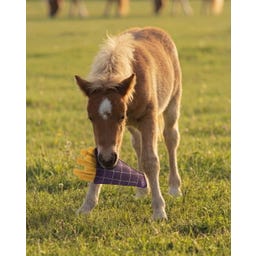 QHP Juguete para Caballos Snackcounter - 