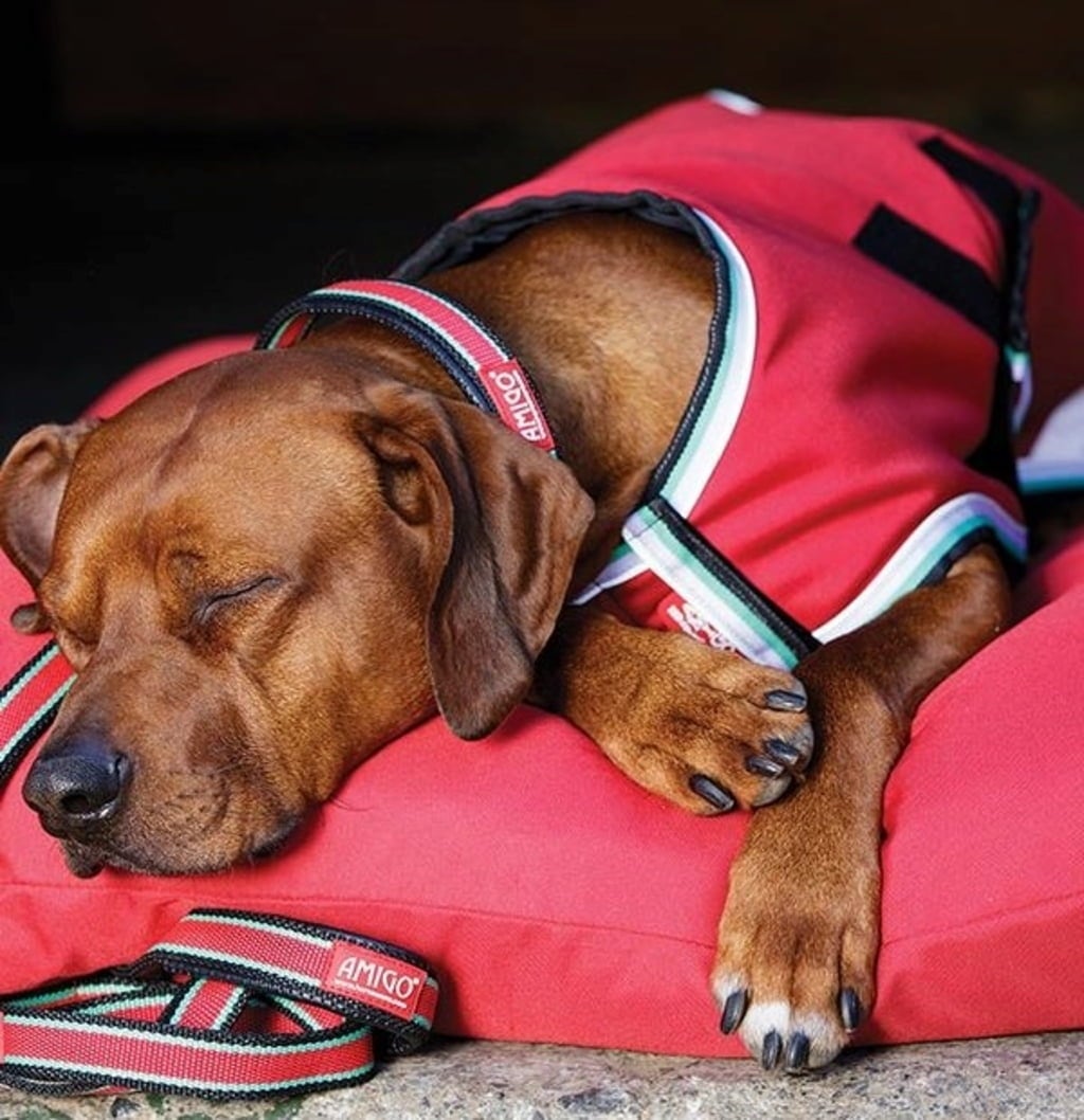 Horseware Ireland Amigo Dog Rug - Red/White