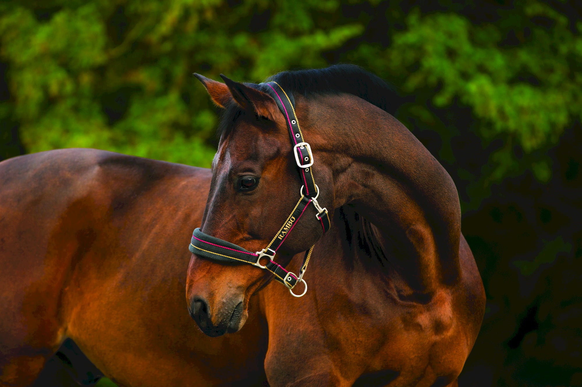 Horseware Ireland Rambo Padded Headcollar - Gold