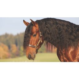 Horseware Ireland Amigo Leather Halter - Brown