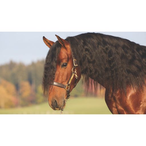 Horseware Ireland Amigo bőr kötőfék barna