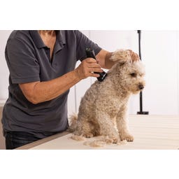 WAHL Professional Tondeuse Arco Pro - 1 pile de rechange